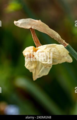 Verblassende Daffodil-Blüte als natürliche Strukturpflanze Stillleben Stockfoto