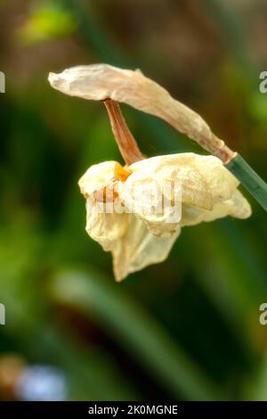 Verblassende Daffodil-Blüte als natürliche Strukturpflanze Stillleben Stockfoto