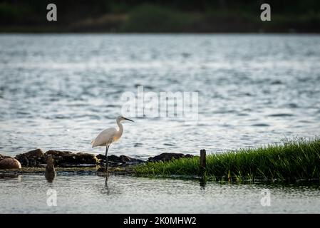 Ein Tag Vogelbeobachtung in Kerala Backwaters Stockfoto