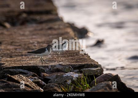 Ein Tag Vogelbeobachtung in Kerala Backwaters Stockfoto