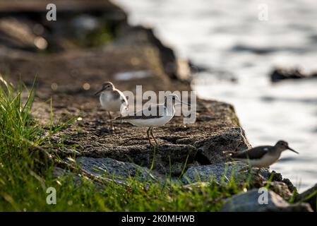 Ein Tag Vogelbeobachtung in Kerala Backwaters Stockfoto