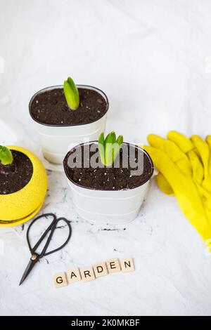 Verpflanzen Hyazinthbirnen in neue Töpfe, vor dem Hintergrund der Gartengeräte, gelbe Handschuhe. Gartenbeschriftung Stockfoto