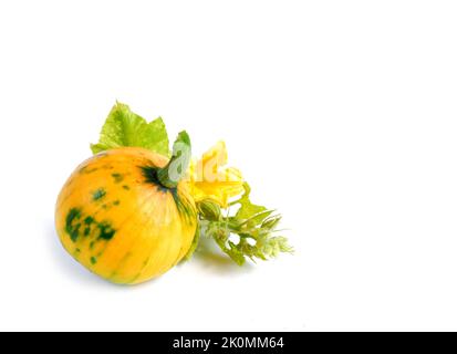 Gelber und grüner Kürbis mit Blättern, Blüten und Knospen auf weißem Hintergrund. Stockfoto