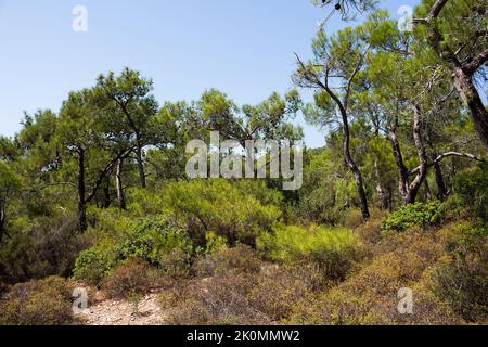 Blick auf Pinien, die Pinus brutia genannt werden, und wilde Pflanzen, die an der ägäischen Küste der Türkei gefangen wurden. Es ist ein sonniger Sommertag. Stockfoto