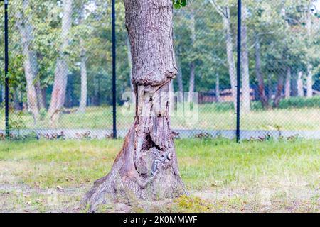 Ein von Tieren gebissene Baum im Park sieht aus wie ein menschliches Gesicht - Bild Stockfoto