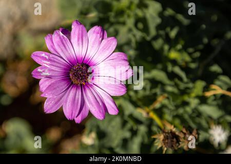 Eine wunderschöne rosafarbene Kosmosblüte im Garten Stockfoto