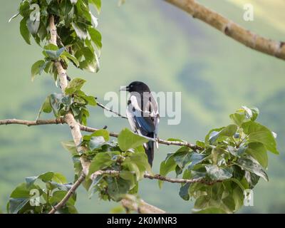 Schwarzschnabelelster auf Zweig mit grünen Blättern und Bokeh Hintergrund. Stockfoto