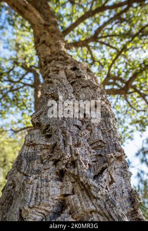 Nahaufnahme von Eichenholz aus Kork Stockfoto
