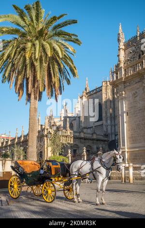 Pferdekutsche in Sevilla in der Nähe der Kathedrale Giralda, Andalusien, Spanien Stockfoto