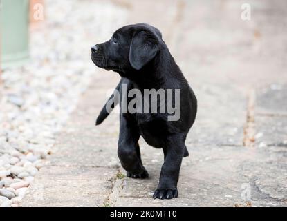 Selbstbewusster 3 Monate alter schwarzer Labrador Welpe Stockfoto