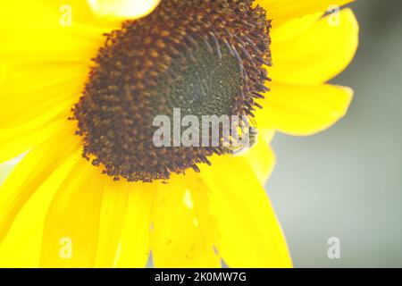 Honigbiene sammelt Pollen auf einer Sonnenblume. Nahaufnahme der vollen Sonnenblume mit einer Honigbiene, die Pollen sammelt. Stockfoto