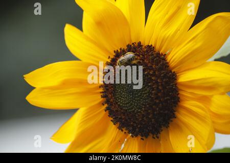 Honigbiene sammelt Pollen auf einer Sonnenblume. Nahaufnahme der vollen Sonnenblume mit einer Honigbiene, die Pollen sammelt. Stockfoto