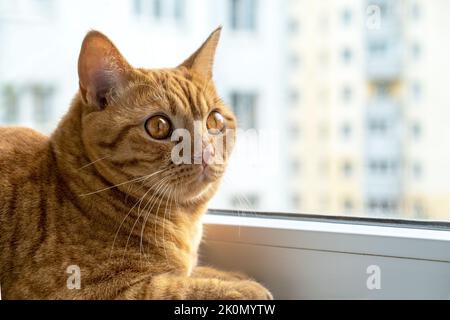 Rot gestreifte junge Hauskatze sitzt auf der Fensterbank. Stockfoto