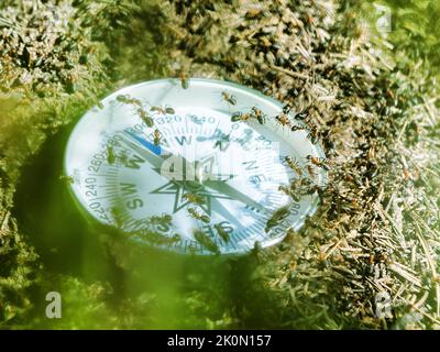 Alle Tiere sind gut im Weltraum orientiert (Wegweiser), da sie einen inneren Kompass haben. Ameisen kriechen auf dem Kompass. Das Konzept der räumlichen Orientierung ( Stockfoto