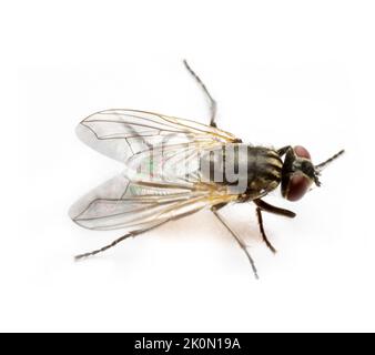 Inlandsfliege (Musca domestica) isoliert auf weißem, ultramakroökonomischer Stockfoto