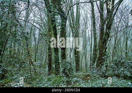 Der subtropische Wald ist mit Schnee bedeckt. Hainbuchen ist mit grünem Efeu bedeckt. Wetterkataklysmus, Klimaschwankungen Stockfoto