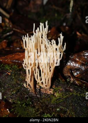 Koralle mit Kronenspitze (Artemices), die in einem Nebelwald im Vulkan Barva, Costa Rica, gefunden wurde Stockfoto