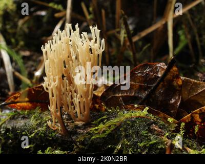 Koralle mit Kronenspitze (Artemices), die in einem Nebelwald im Vulkan Barva, Costa Rica, gefunden wurde Stockfoto