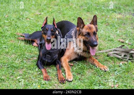 Dobermann und Deutscher Schäferhund, auf dem Gras im Wald. Hochwertige Fotos Stockfoto