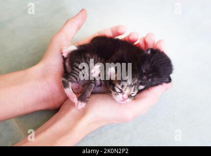 Zwei kleine, blinde Jungtiere liegen in ihren Händen. Kätzchen mit kurzen Schwänzen, Kurilian Bobtail Rasse. Stockfoto