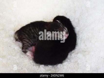 Zwei kleine, blinde Jungtiere liegen in ihren Händen. Kätzchen mit kurzen Schwänzen, Kurilian Bobtail Rasse. Stockfoto