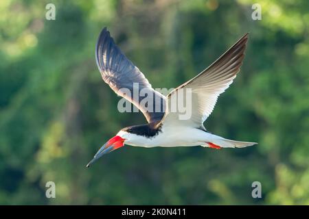 Black Skimmer, Rynchops niger, Single Adult Flying Over River, Pantanal, Brasilien Stockfoto