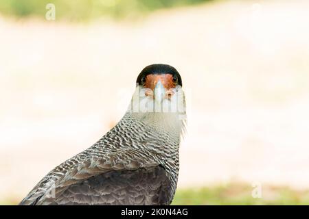 Südliche Karakara oder Haubenkarakara, Caracara plancus, Nahaufnahme des Kopfes von Erwachsenen, die am Boden spazieren, Pantanal, Brasilien Stockfoto