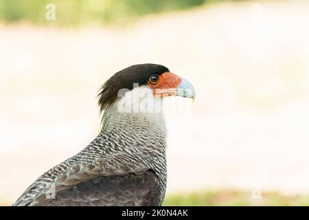 Südliche Karakara oder Haubenkarakara, Caracara plancus, Nahaufnahme des Kopfes von Erwachsenen, die am Boden spazieren, Pantanal, Brasilien Stockfoto