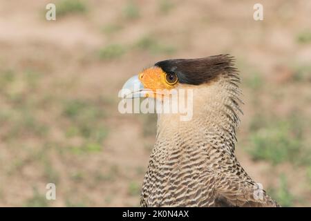 Südliche Karakara oder Haubenkarakara, Caracara plancus, Nahaufnahme des Kopfes von Erwachsenen, die am Boden spazieren, Pantanal, Brasilien Stockfoto