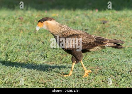 Südliche Karakara oder Haubenkarakara, Caracara plancus, Erwachsene, die am Boden spazieren, Pantanal, Brasilien Stockfoto