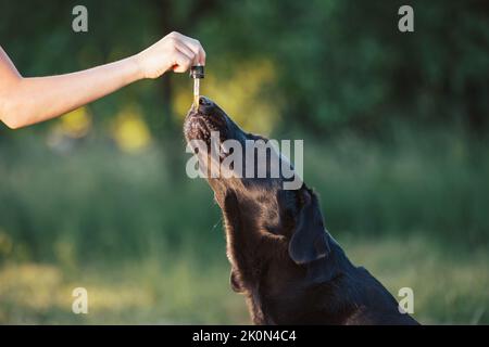 Hund leckt einen Tropfer gefüllt mit CBD-Öl aus einer weiblichen Hand, Handschuss. Stockfoto