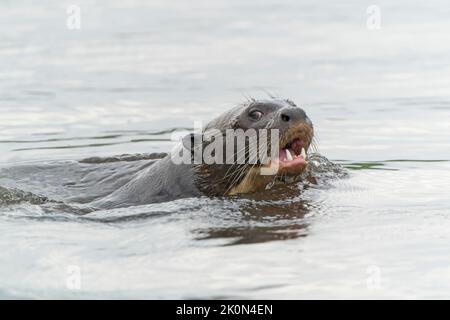 Riesiger Flussotter, Pteronura brasiliensis, Nahaufnahme des Kopfes eines einzelnen Erwachsenen beim Schwimmen und Angeln im Fluss, Pantanal, Brasilien Stockfoto