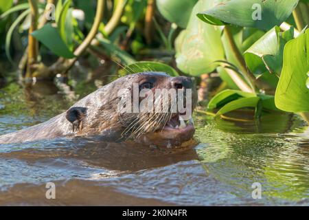 Riesiger Flussotter, Pteronura brasiliensis, Nahaufnahme des Kopfes eines einzelnen Erwachsenen beim Schwimmen und Angeln im Fluss, Pantanal, Brasilien Stockfoto