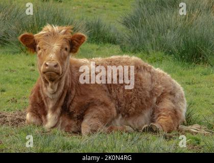 Schrullig aussehendes Highland-Kuhkalb legte sich auf ein Feld Stockfoto