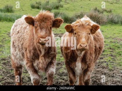 Zwei Hochland-Kälber auf einem schlammigen Feld mit grünen Grasbüscheln Stockfoto