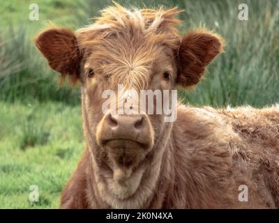 Junge schottische Highland Kalbskopf Nahaufnahme mit verschwommenem grünem Gras Hintergrund Stockfoto