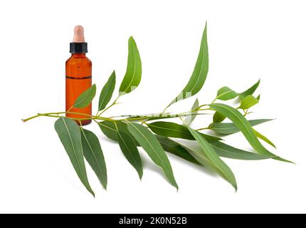 Eukalyptuszweig mit Flasche mit ätherischem Öl isoliert auf weiß Stockfoto
