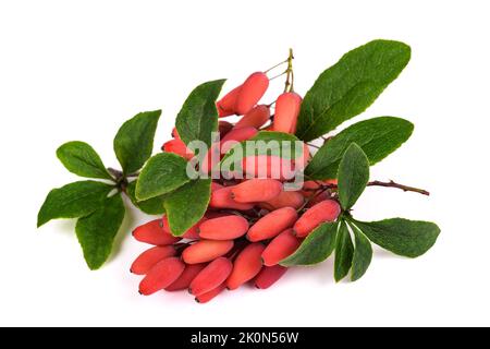 Berberitze Zweig mit roten Beeren isoliert auf weiß Stockfoto