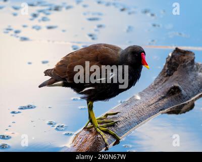 Erwachsene, in Großbritannien lebende Watvögel, Gallinula chloropus, Moorhuhn, mit markantem roten und gelben Schnabel Stockfoto