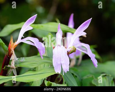 Blassen Lavendel Spätsommerblüten des winterharten, mehrjährigen ornamentalen Ingwers, Roscoea purpurea 'Pfauenauge' Stockfoto