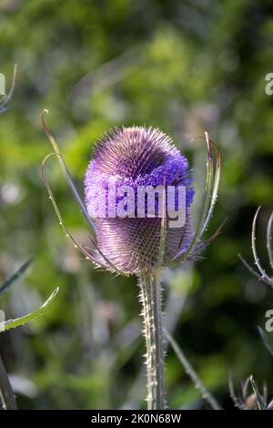 Violetter Teelöffel oder Dipsacus fullonum L. blüht im Sommer, kolse auf Stockfoto