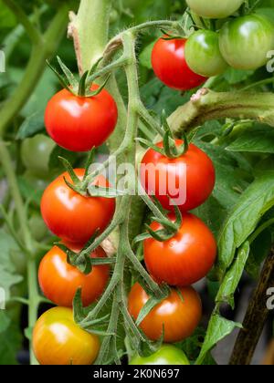 Reife rote, reifende und unreife Kirschtomaten, Solanum lycopersicum 'Gardener's Delight' in einem späteren Sommertruss Stockfoto