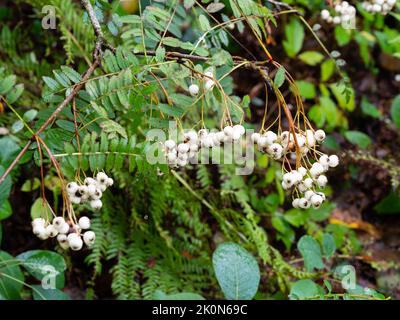 Weiße Herbstbeeren der winterharten ornamentalen chinesischen Eberesche, Sorbus koehneana Stockfoto