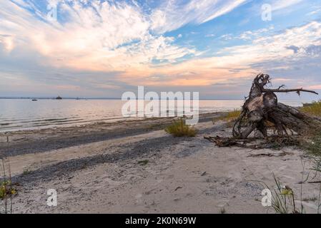 Wunderschöner Sonnenuntergang über einem einsamen Strand mit Treibholz auf einem See im Herbst. Lake Eire, Kanada. Stockfoto