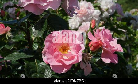 Ein blühender Rosenbusch in einem hellrosa Farbton am Straßenrand am Zaun in der Sommersaison an einem sonnigen Tag in Nahaufnahme. Blumen Stockfoto