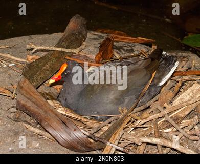 Duschiges Moorhen, Gallinula tenebrosa auf einem Nest von Stöcken am Wasser des Sees im Stadtpark in Australien sitzend Stockfoto