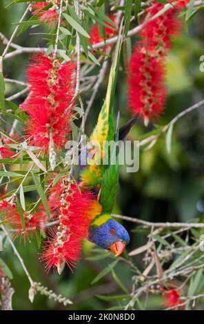 Rainbow Lorikeet, Trichoglossus moluccanus, kopfüber hängend und mit roten Blüten von einheimischen Callistemon-Bäumen im Stadtpark in Australien füttert Stockfoto