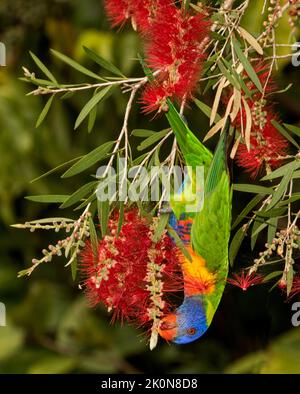 Rainbow Lorikeet, Trichoglossus moluccanus, kopfüber hängend und mit roten Blüten von einheimischen Callistemon-Bäumen im Stadtpark in Australien füttert Stockfoto