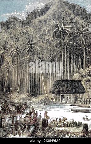 Wanderung durch Südamerika, Palmenwald von Totchesito im Jahr 1869, Kolumbien / Trekking through South America, Totchesito Palmenwald in 1869, Kolumbien, Historisch, digital restaurierte Reproduktion einer Originalvorlage aus dem 19. Jahrhundert, genau Originaldatum nicht bekannt / historisch, digital verbesserte Reproduktion eines Originals aus dem 19.. Jahrhundert Stockfoto