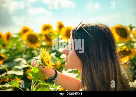 Junge Brünette Mädchen riecht eine Sonnenblume in einem Feld von Sonnenblumen Stockfoto